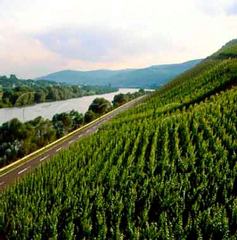The famous steep south facing Brauneberger Juffer   vineyard on the Mosel River Germany       Mosel