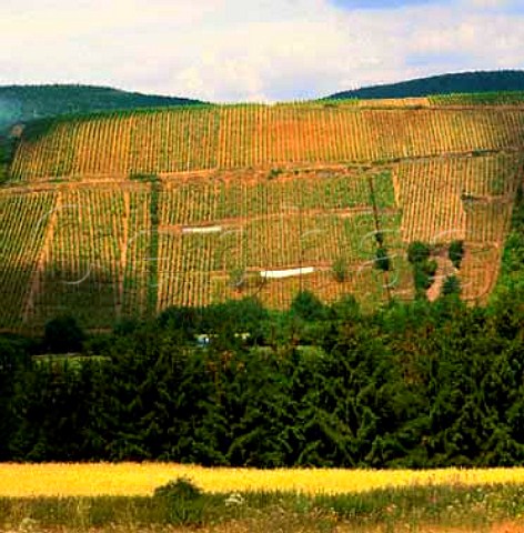 Dorsheimer Goldloch vineyard of Schlossgut Diel     Nahe