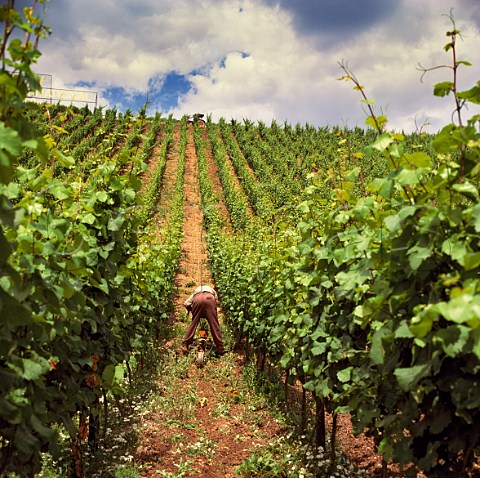 Using a cableoperated mechanical weeding system in the Dorsheimer Pittermannchen vineyard of Schlossgut Diel Dorsheim Germany   Nahe
