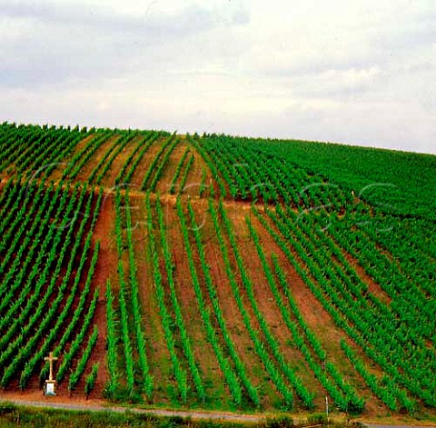 Prinz zu SalmDalberg vineyard in the Sommerlocher Steinrossel Germany  Nahe