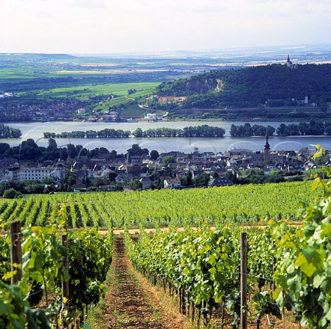 View from Rdesheimer Klosterberg vineyard in the Rheingau towards Rdesheim the Rhine and across to   the vineyards of Bingen in the Rheinhessen
