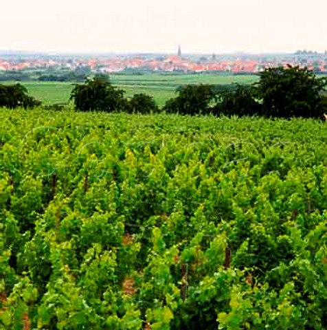 Weingut Lingenfelder vineyard in the   Freinsheimer Musikantenbuckel planted with Silvaner Freinsheim Germany  Pfalz