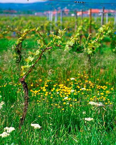 Springtime vine and flowers Weisenheim am Berg   Germany  Pfalz