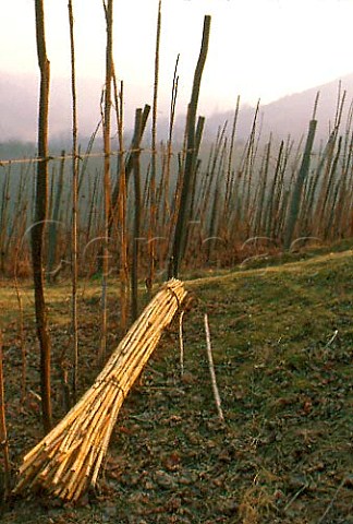 Canes used for supporting vines in   vineyard near Monforte dAlba Piemonte   Italy Barolo