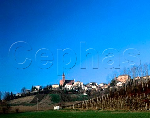 Winter vineyards below Isola dAsti Piemonte   Italy  Asti region