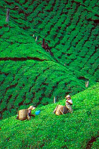 Tea picking in the Cameron Highlands   Malaysia