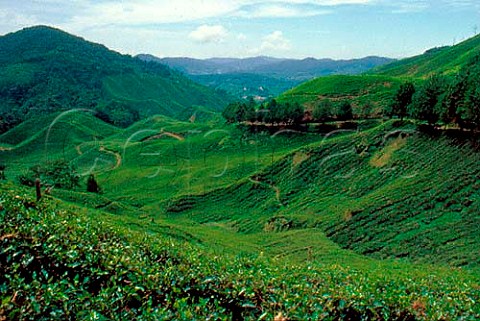 Tea covered slopes of the Cameron   Highlands Malaysia