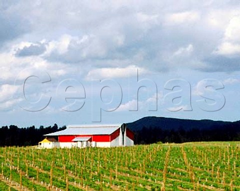 Kemblefield winery and vineyard Hawkes Bay New   Zealand