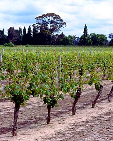 Cabernet Sauvignon vineyard of CJ Pask Hastings  New Zealand  Hawkes Bay