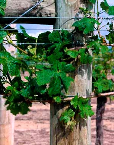Cabernet Sauvignon vine of CJ Pask Hastings New  Zealand  Hawkes Bay
