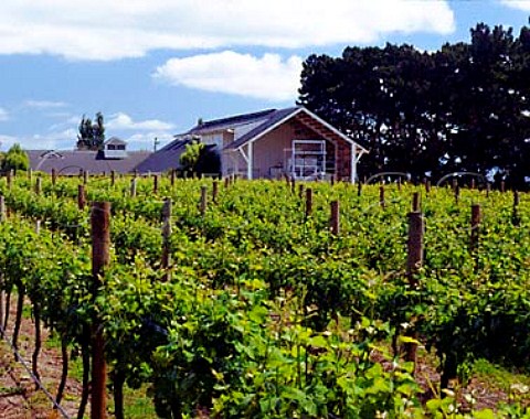 Palliser Estate  winery over vineyard   Martinborough New Zealand Wairarapa