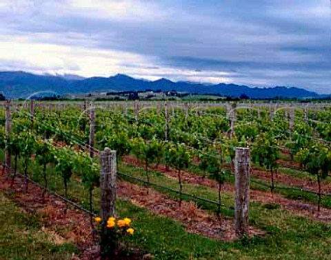 Vineyards of Fromm Winery near Renwick   Marlborough New Zealand
