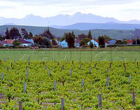 Jackson Estate vineyards Marlborough New Zealand