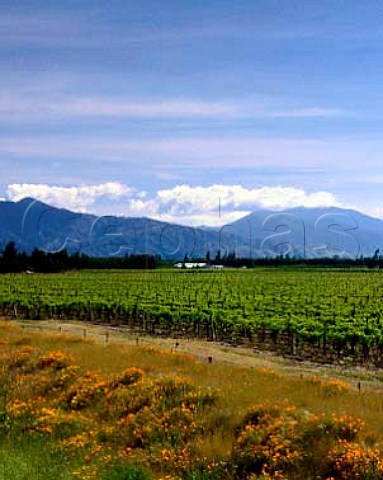 Renwick vineyard of Brancott Estate Marlborough New Zealand