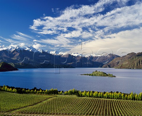 Rippon Vineyards on the shore of Lake Wanaka with the Buchanan Mountains beyond   Central Otago New Zealand