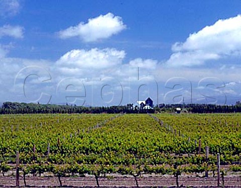 Vineyard of Allan Scott Marlborough New Zealand