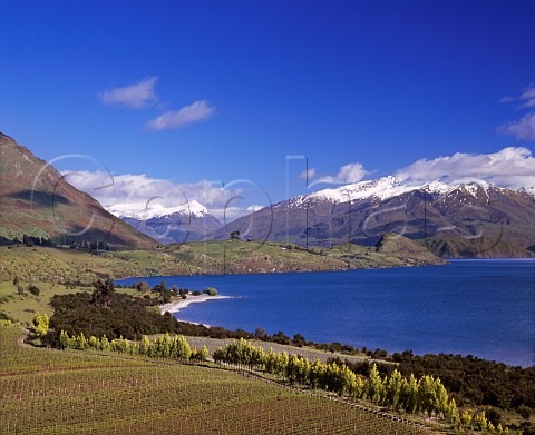 Rippon Vineyards on the shore of Lake Wanaka   with the Buchanan Mountains beyond   Central Otago New Zealand