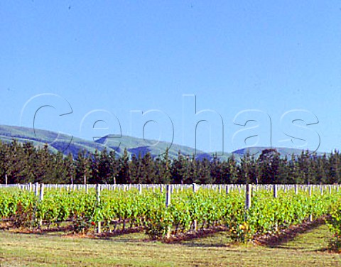 Te Kairanga vineyard Martinborough New Zealand     Wairarapa