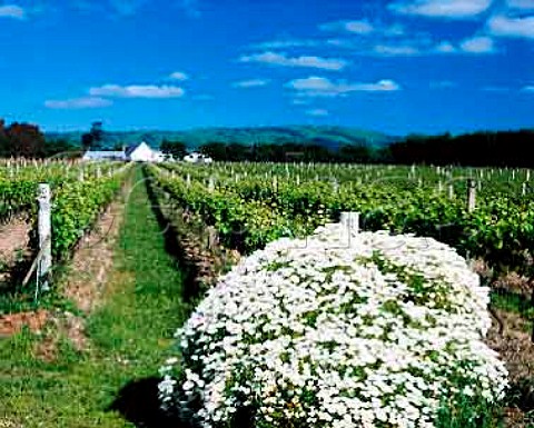 Ata Rangi winery over vineyard Martinborough New   Zealand Wairarapa
