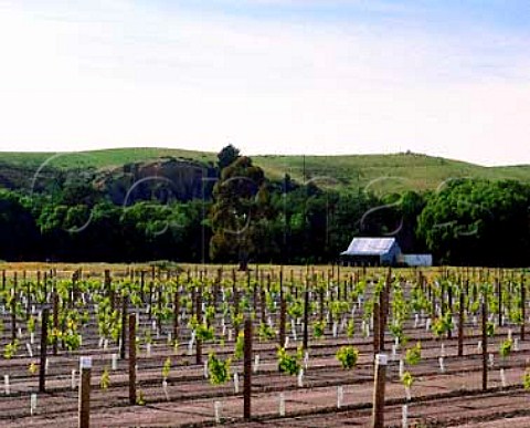 New vineyard of Corbans in the Waihopai Valley   Marlborough New Zealand