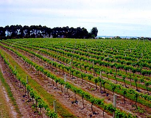 Vineyard of Clearview Estate with the Pacific Ocean   beyond Hawkes Bay New Zealand