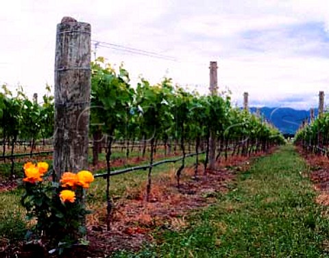 Vineyard of Fromm Winery near Renwick Marlborough   New Zealand