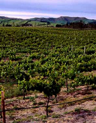 Waipara Springs vineyard Waipara New Zealand     Canterbury