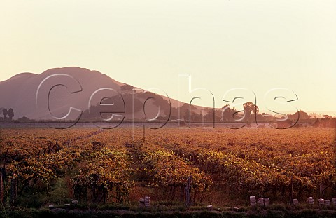 Vineyard at Tacoma near Ica Peru