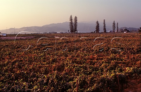Vineyard at Tacoma near Ica Peru