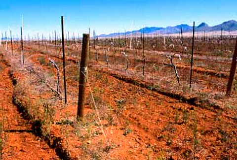 Vineyard in early spring near Elgin   Santa Cruz Co Arizona USA