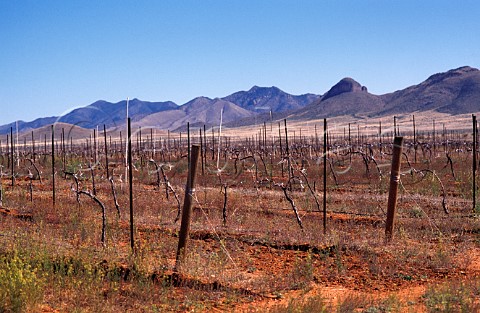 Vineyard in early spring Elgin Santa Cruz County Arizona USA
