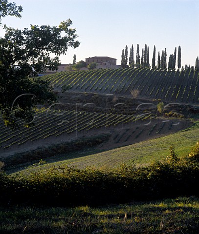 Vineyard of Altesino at Montosoli Tuscany Italy   Brunello di Montalcino