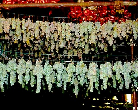 Grapes hanging up to dry for Vin Santo at Altesino   Montosoli Tuscany Montalcino