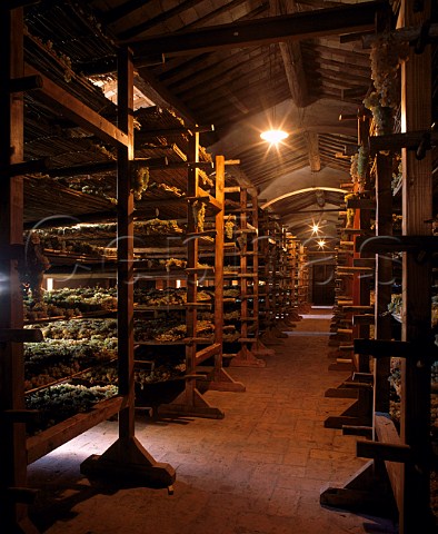 Grapes drying for Vin Santo of Avignonesi   Montepulciano Tuscany Italy