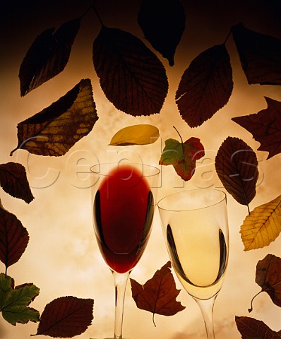 Two glasses of wine with autumn leaves