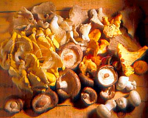 Four varieties of mushrooms girolles  chanterelles morels oysters and cepes