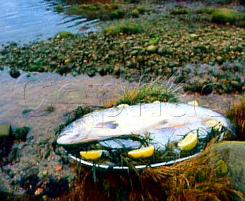 Salmon  on the shore of Loch Fyne Argyll Scotland