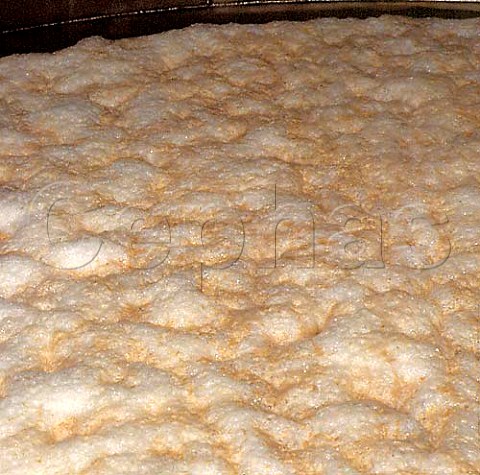 Fermenting wort in the washback at   Tomatin Distillery Tomatin Invernesshire