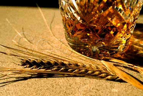 Tumbler of Whisky and barley