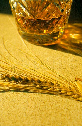 Tumbler of whisky and ear of barley