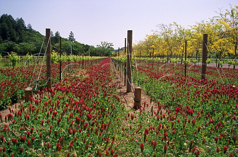 Clover grown as a cover crop in   vineyards of Sterling Calistoga Napa   Valley California