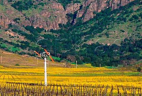 Springtime mustard in flower in   vineyards of Stags Leap Wine cellars   Napa California   Stags Leap