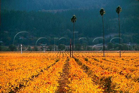 Three Palms Vineyard between StHelena   and Calistoga in Napa Valley Noted for the   Merlot grapes it produces for Duckhorn   Vineyards