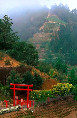 Japanesestyle Tori Gate of Newton   Vineyards with terraced vineyard above   StHelena Napa Co California  Spring   Mountain AVA