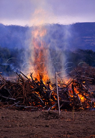 Burning phylloxera infected vines on AXR1 rootstock Napa Valley California