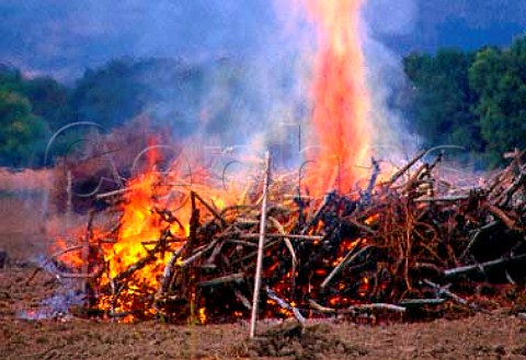 Burning vines on AXR1 rootstock that have been infected   with phylloxera Napa Valley California