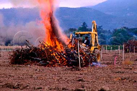 Burning vines on AXR1 rootstock that have been infected   with phylloxera Napa Valley California