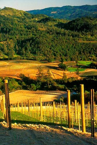 Vineyards above the Alexander Valley   Sonoma Co California USA