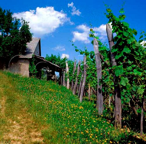 Vineyard at Nova Gora near Krsko 100km east of   Ljubljana Slovenia