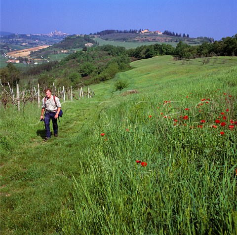 Walking through fields near Colle di Val dElsa with   San Gimignano in the distance   Tuscany Italy